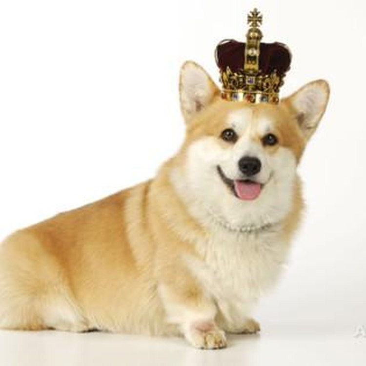 Короли королевы Англии корги