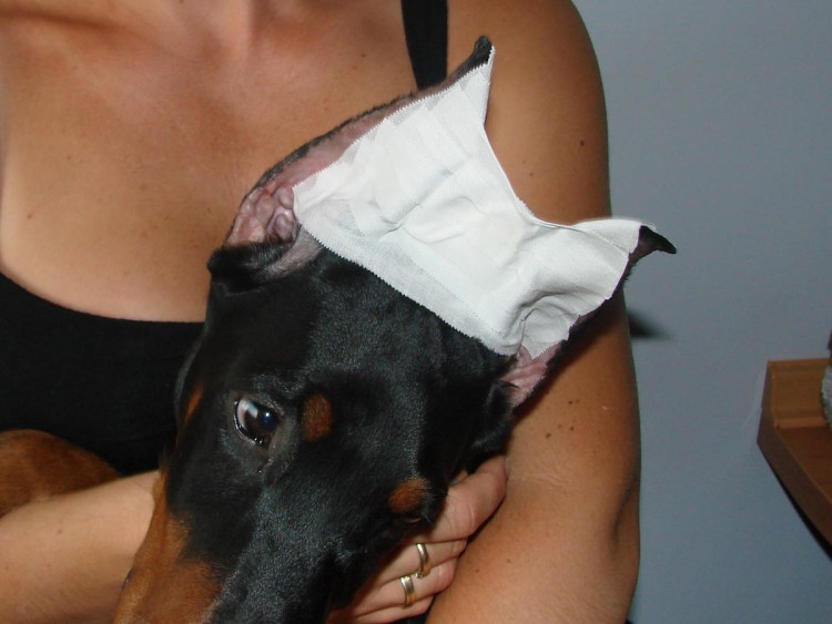 Доберман уши постановка