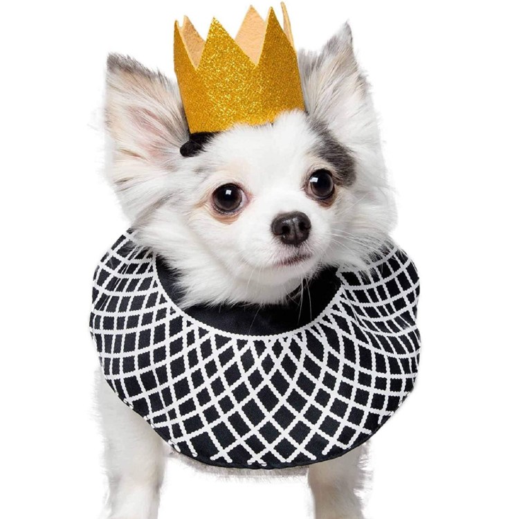 Создал корону собака