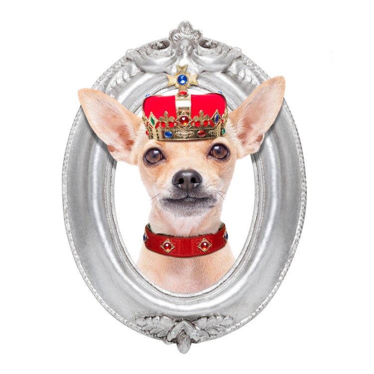 Чихуахуа в короне