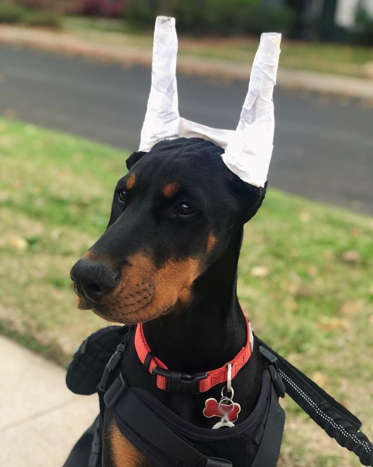 Доберман-пинчер некупированный