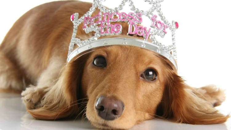 Собачка в короне