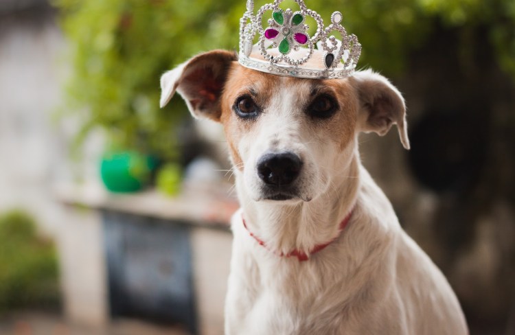 Собака в короне