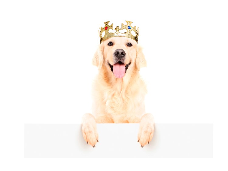 Собачка в короне фотосток