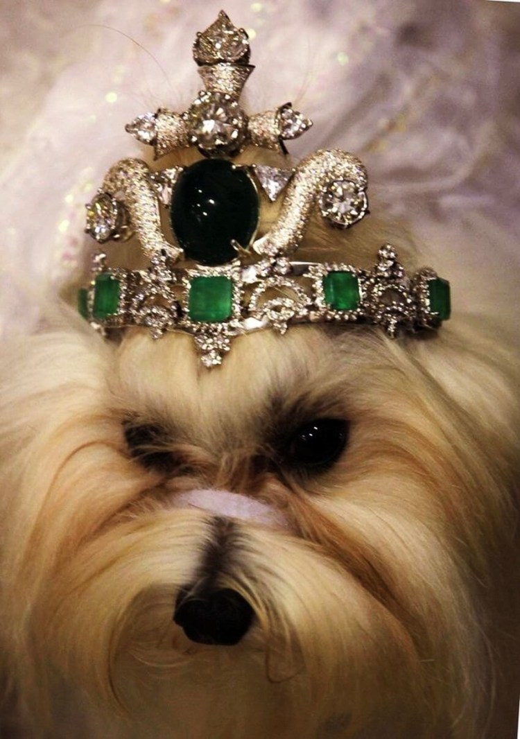 Собачка в короне