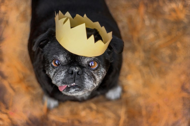 Злая собачка