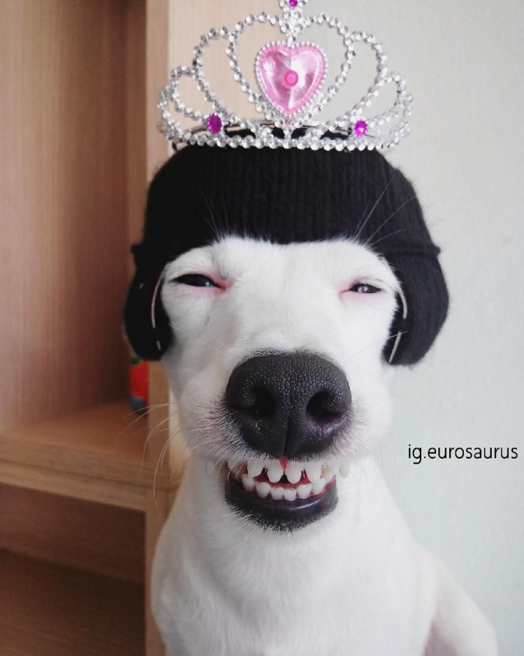 Собака с короной на голове