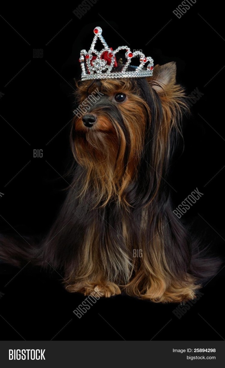 Йоркширский терьер с короной