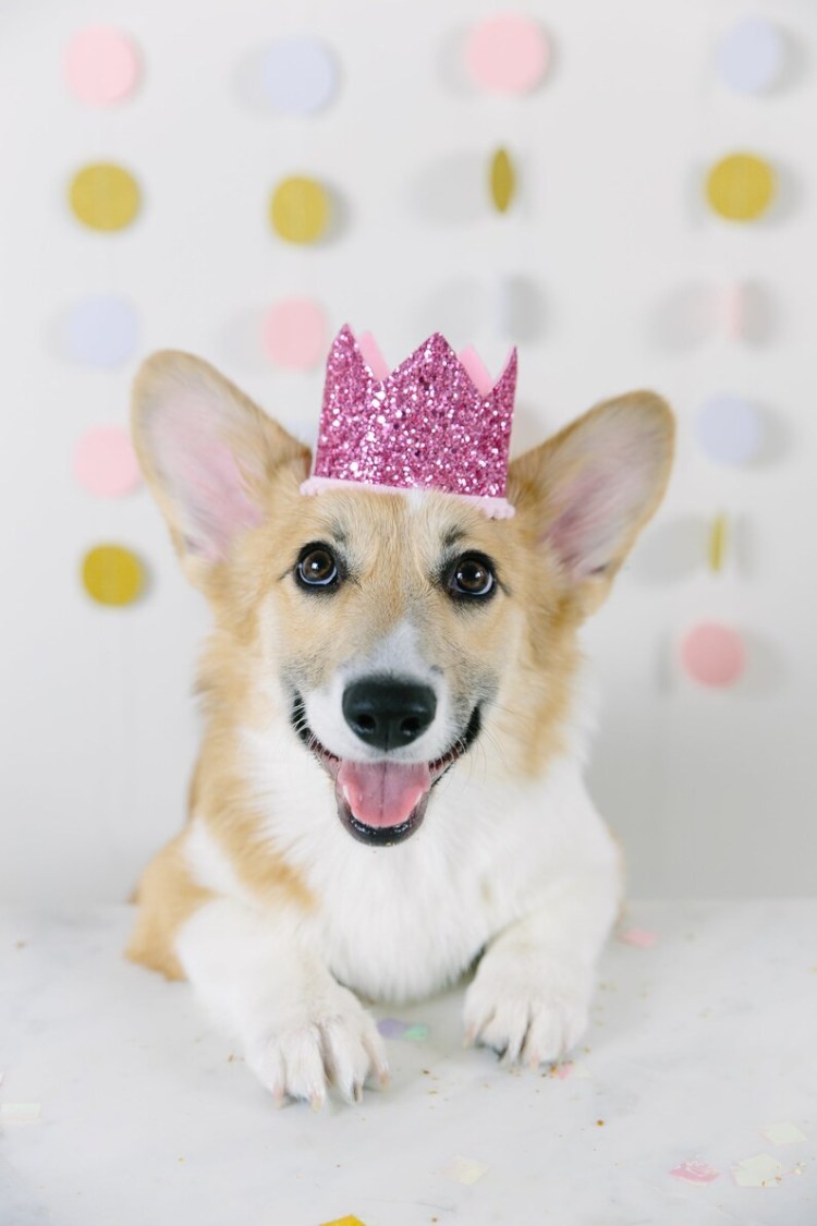 Собака с венком из цветов