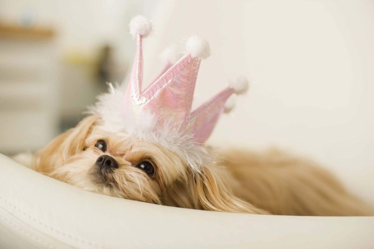 Французский бульдог в короне