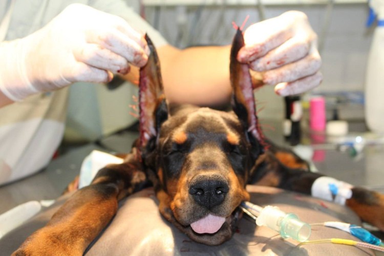 Доберманы до купирования ушей и хвоста