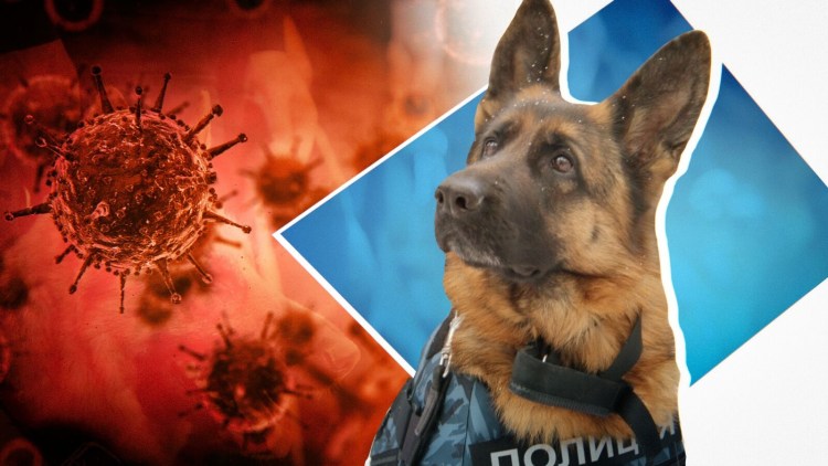 Французский бульдог в короне