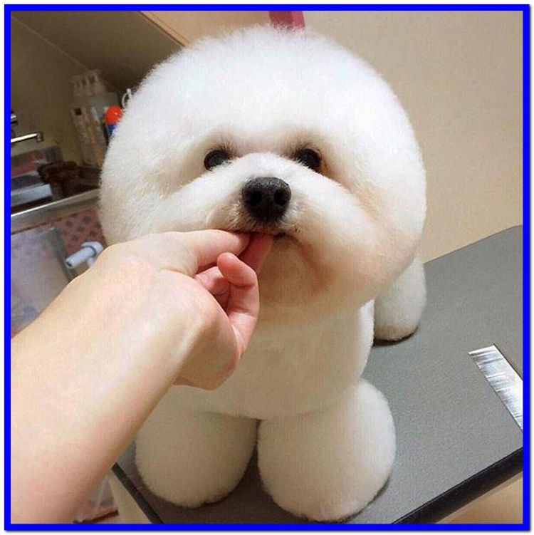 Японская порода собак Шунсуке