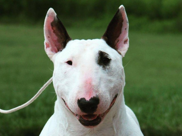 Собачка с кривыми зубами