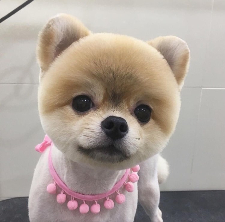 Померанский шпиц jiffpom белый
