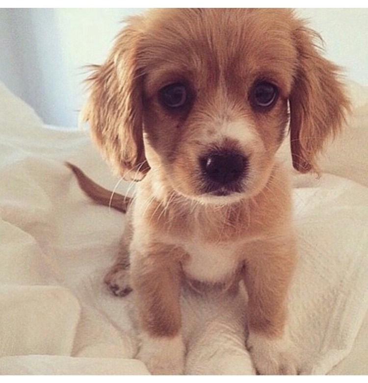 Бультерьер альбинос