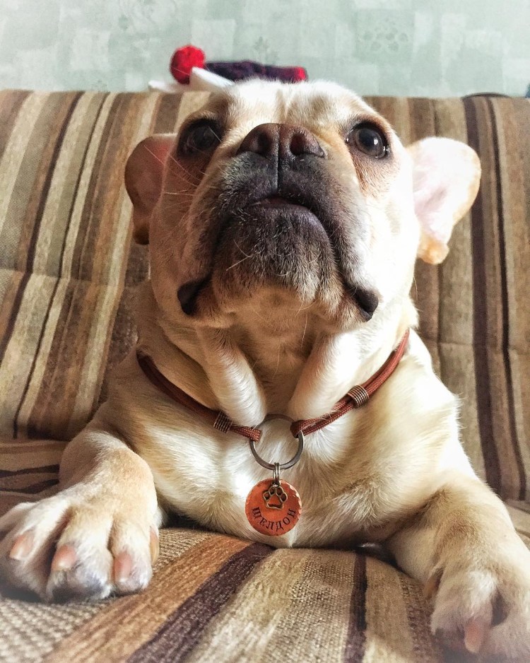 Бишон фризе