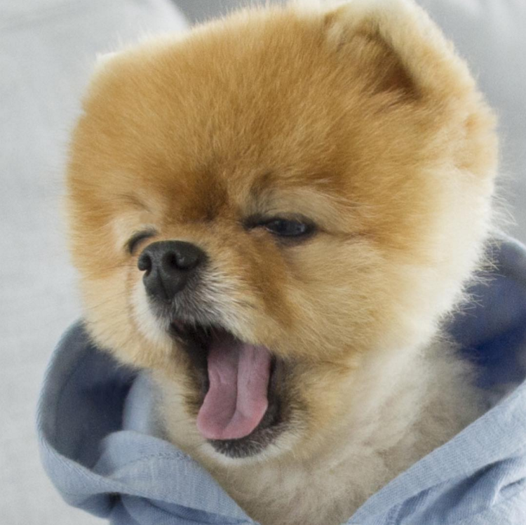 Шпиц померанский улыбка