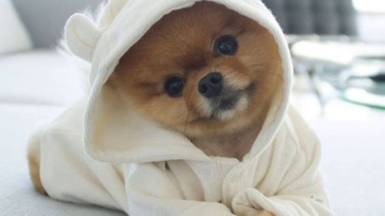 Пудель тефтелька