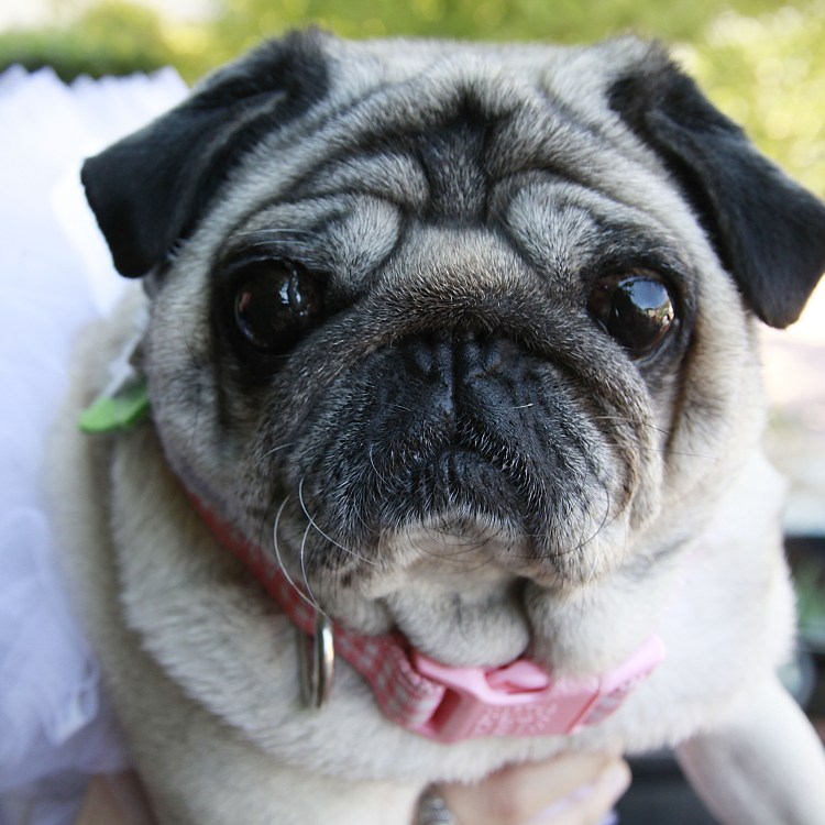 Бишон фризе цвета