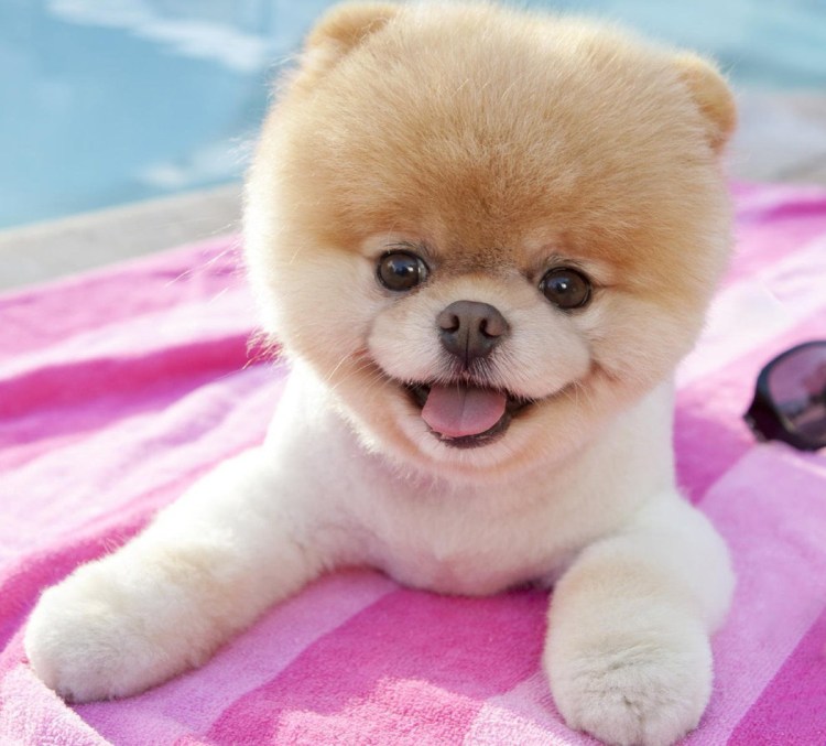 Длинношерстный финский шпиц