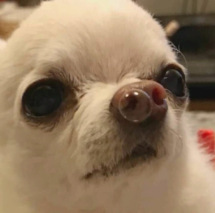 Бультерьер боец