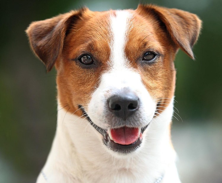 Мальтийская болонка