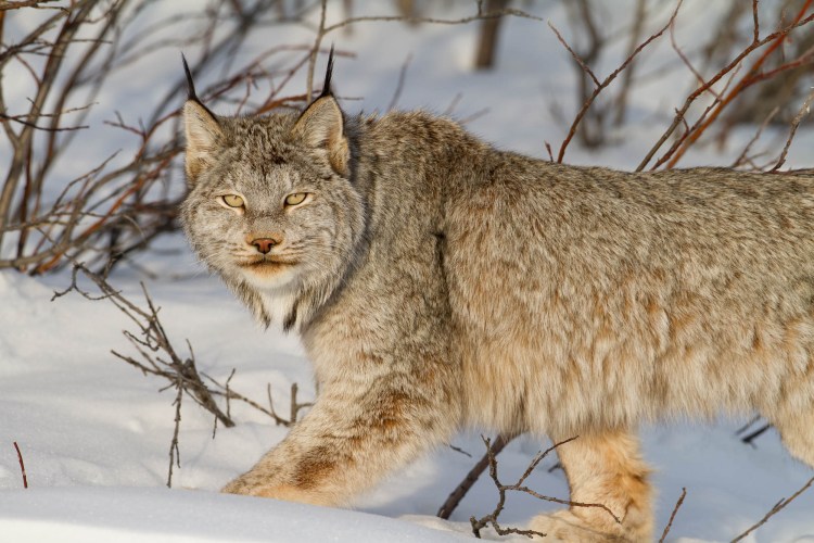 Канадская Рысь