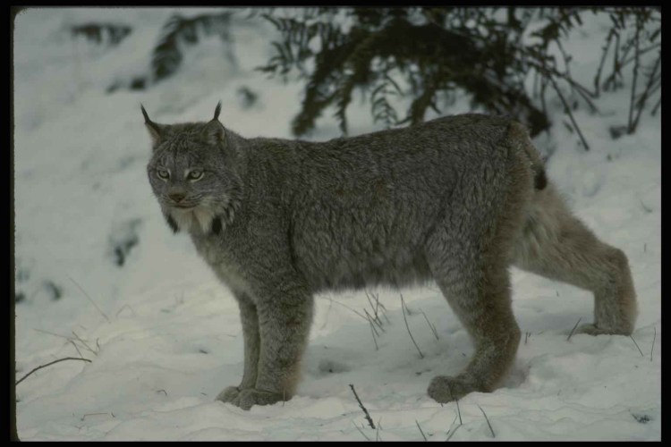 Дикая кошка с коротким хвостом