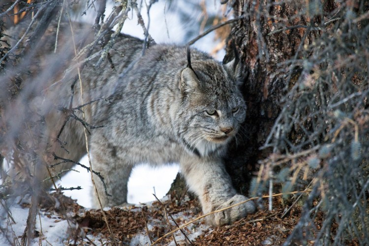 Серая канадская Рысь
