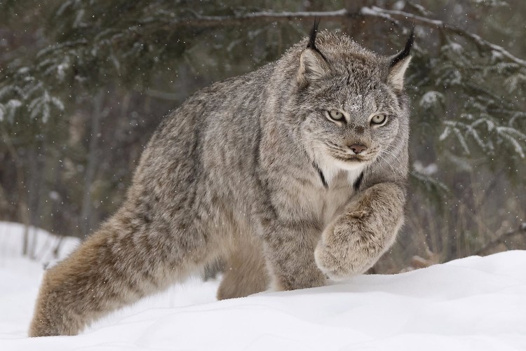 Канадская Рысь