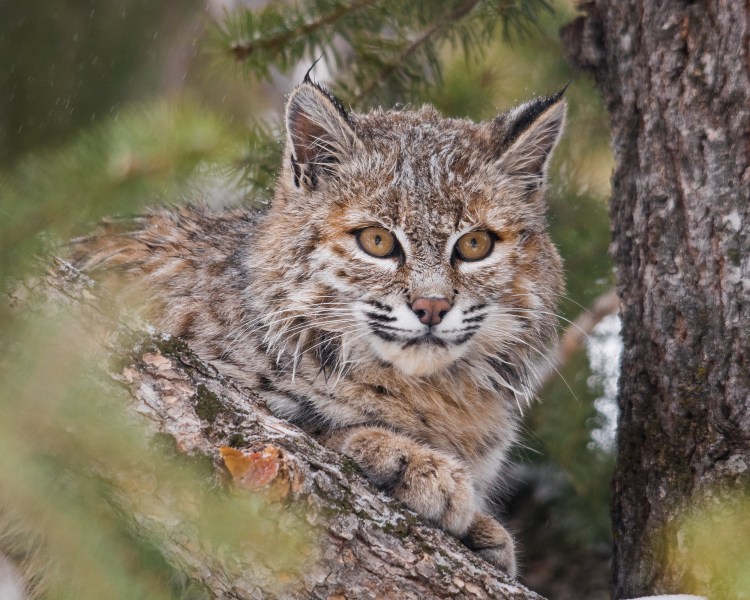 Рыжая Рысь Бобкэт