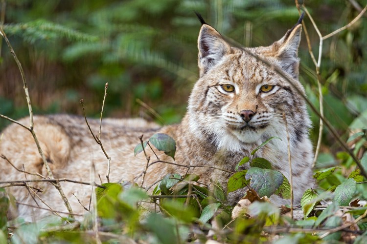 Рысь — Lynx Lynx