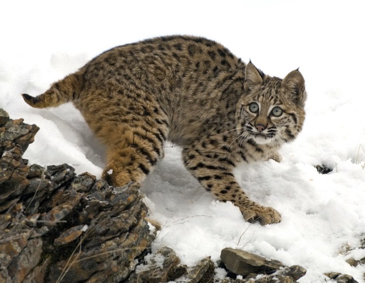 Бобкэт порода кошек