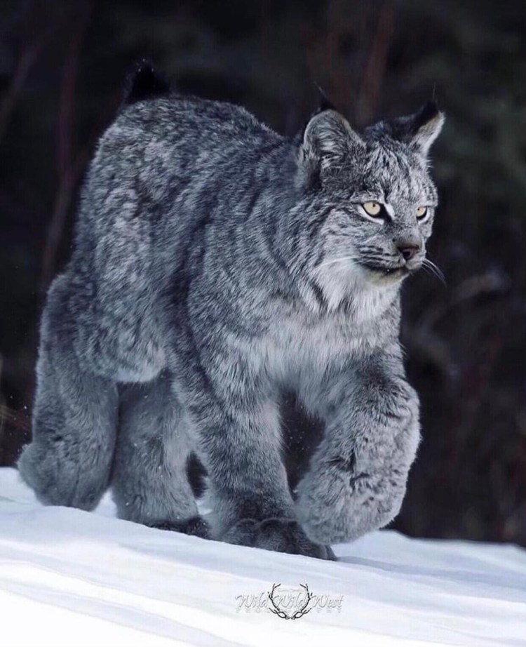 Канадская Рысь лапы