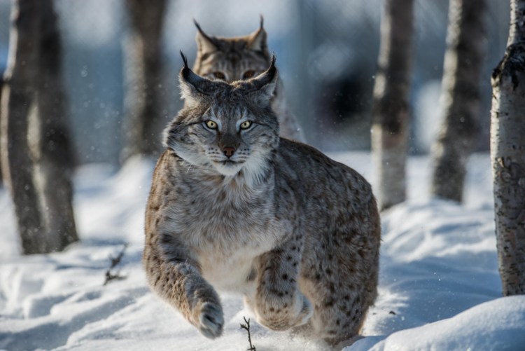 Рысь Felis Lynx
