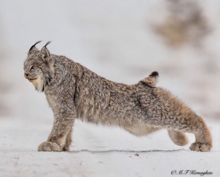 Канадская Рысь лапы