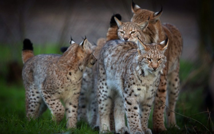 Рысь обыкновенная с рысятами