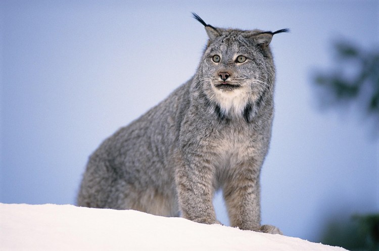 Сибирская Рысь