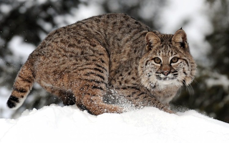 Bobcat Рысь