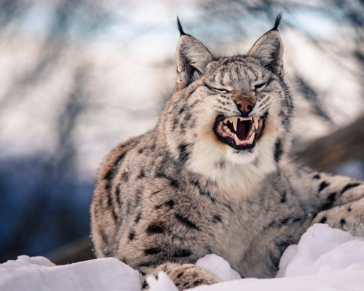 Снежный Барс и Рысь
