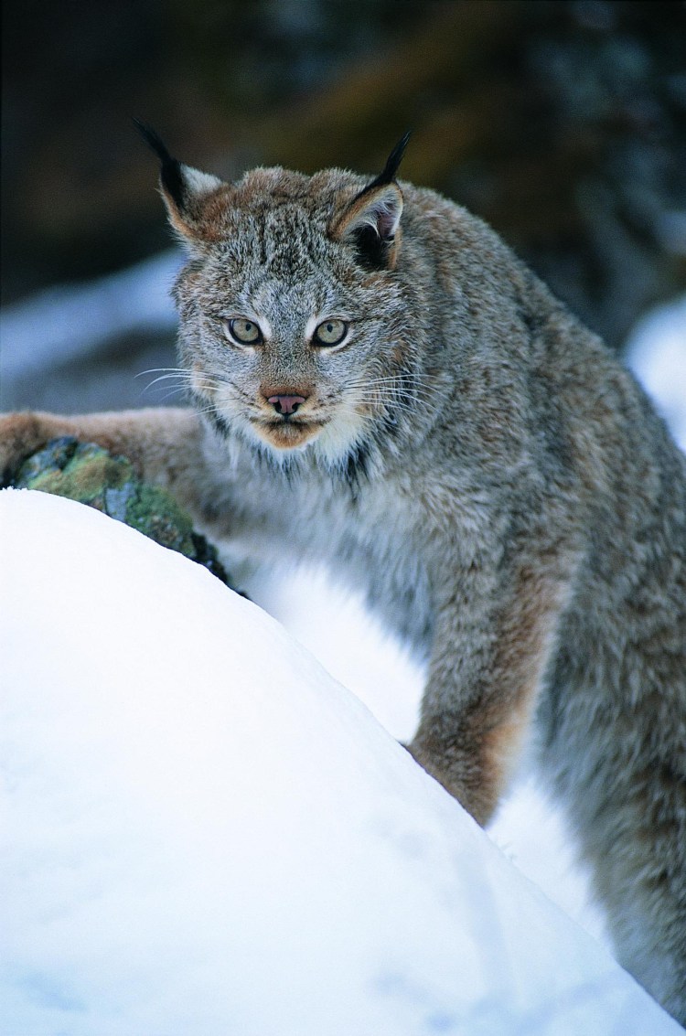 Северная Рысь