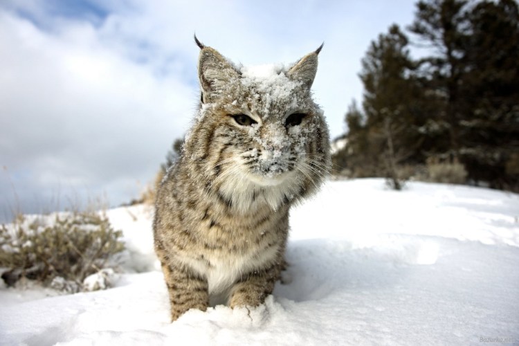 Полярная Рысь