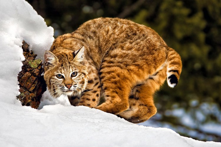 Южнотехасская Рысь