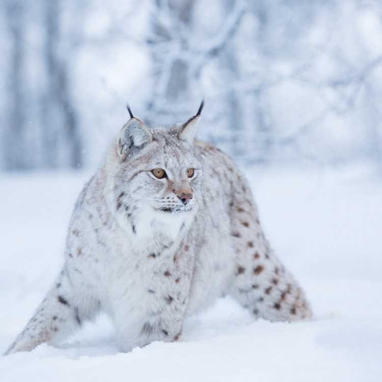 Рысь Таганай