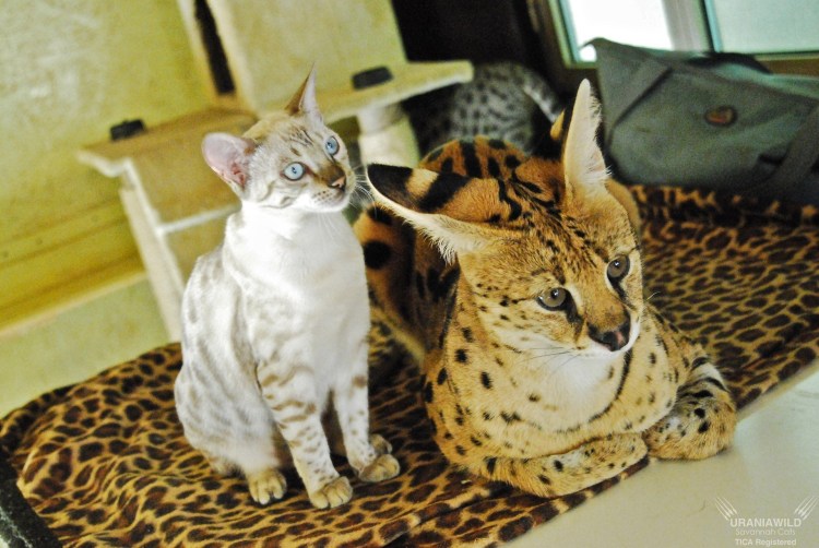 Сервал кошка домашняя