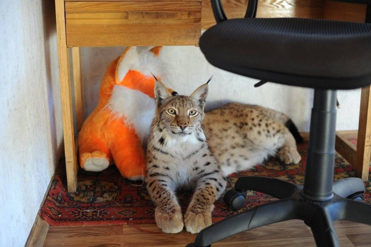 Одомашненная Рысь