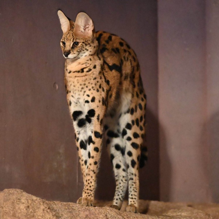 Кошка породы сервал