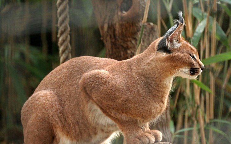 Каракал хвост