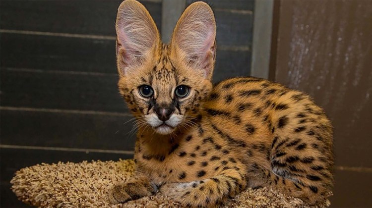 Кот породы сервал